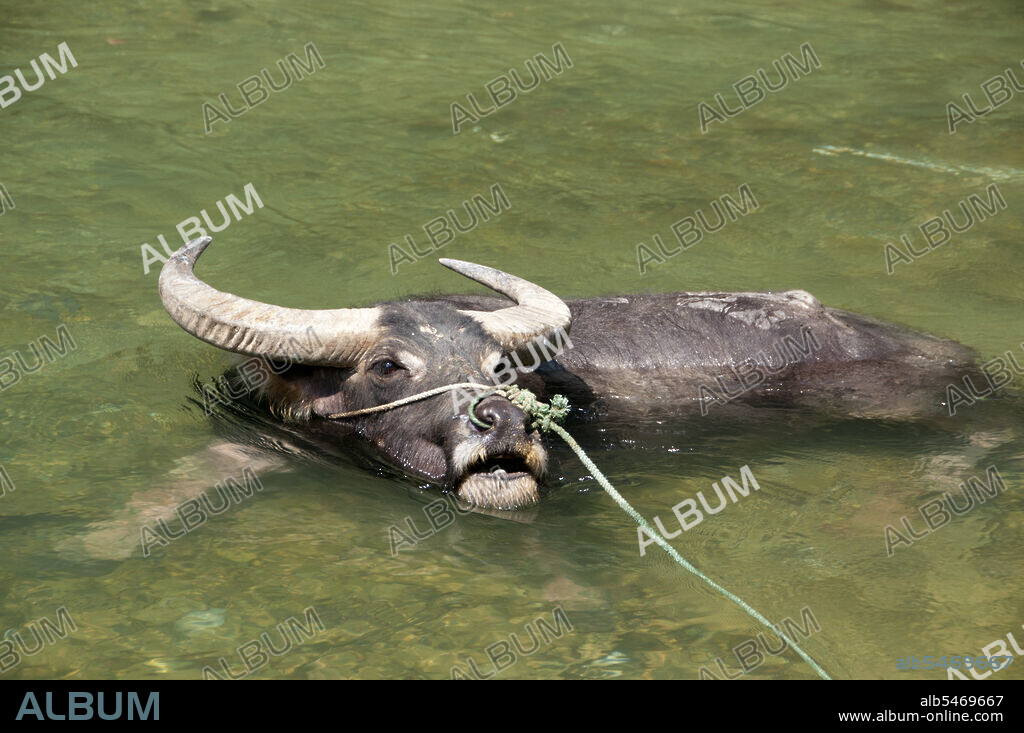 The water buffalo or domestic Asian water buffalo (Bubalus bubalis) is a large bovine animal, frequently used as livestock in southern Asia, and also widely in South America, southern Europe, north Africa, and elsewhere. Buffalo are used as draft, meat, and dairy animals. Their dung is used as a fertilizer and as a fuel when dried. In Chonburi, Thailand, Pakistan and in southwestern region of Karnataka, India, there are annual water buffalo races known as Kambala.