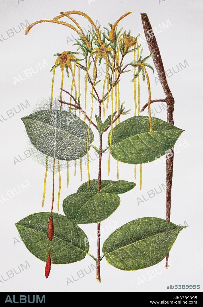 Strophanthus hispidus, the hispid strophanthus, historical illustration, 1880.