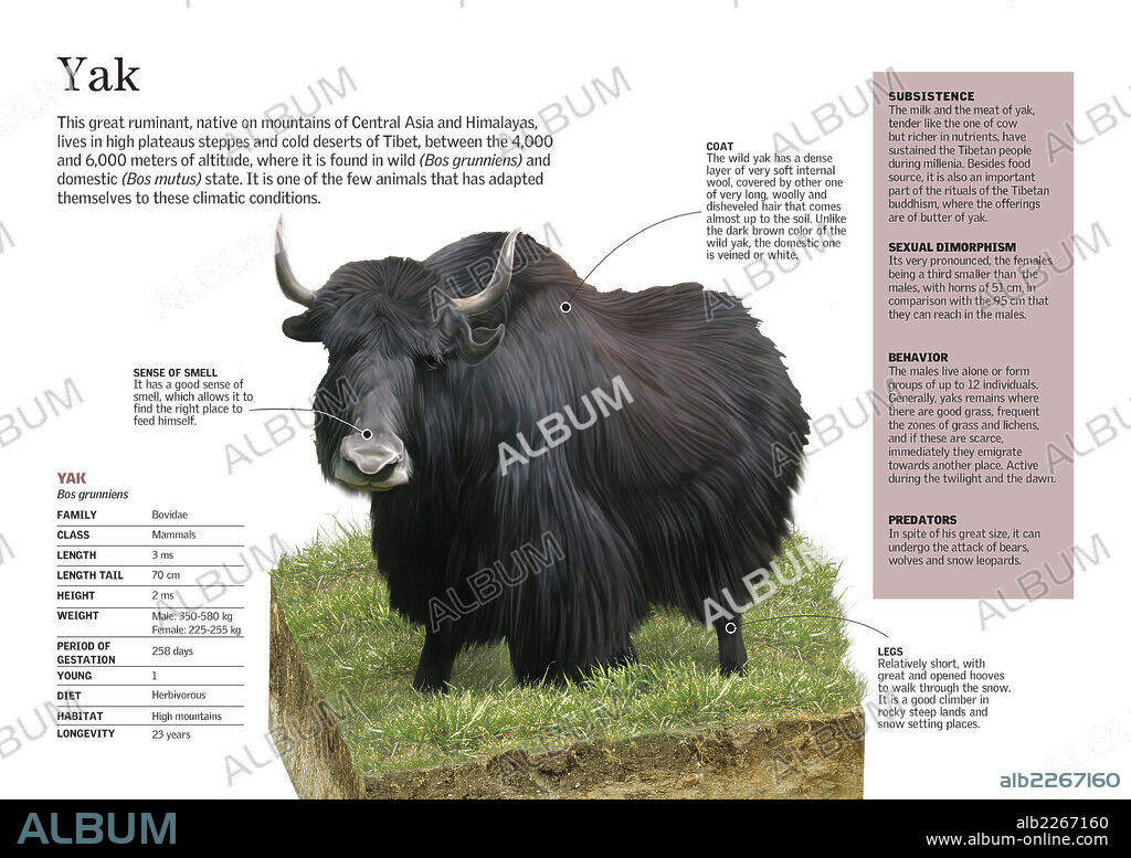 El yak. Infografía sobre la morfología del yak (Bos grunniens), uno de los pocos animales que se han adaptado a las duras condiciones climáticas de los fríos desiertos del Tíbet.