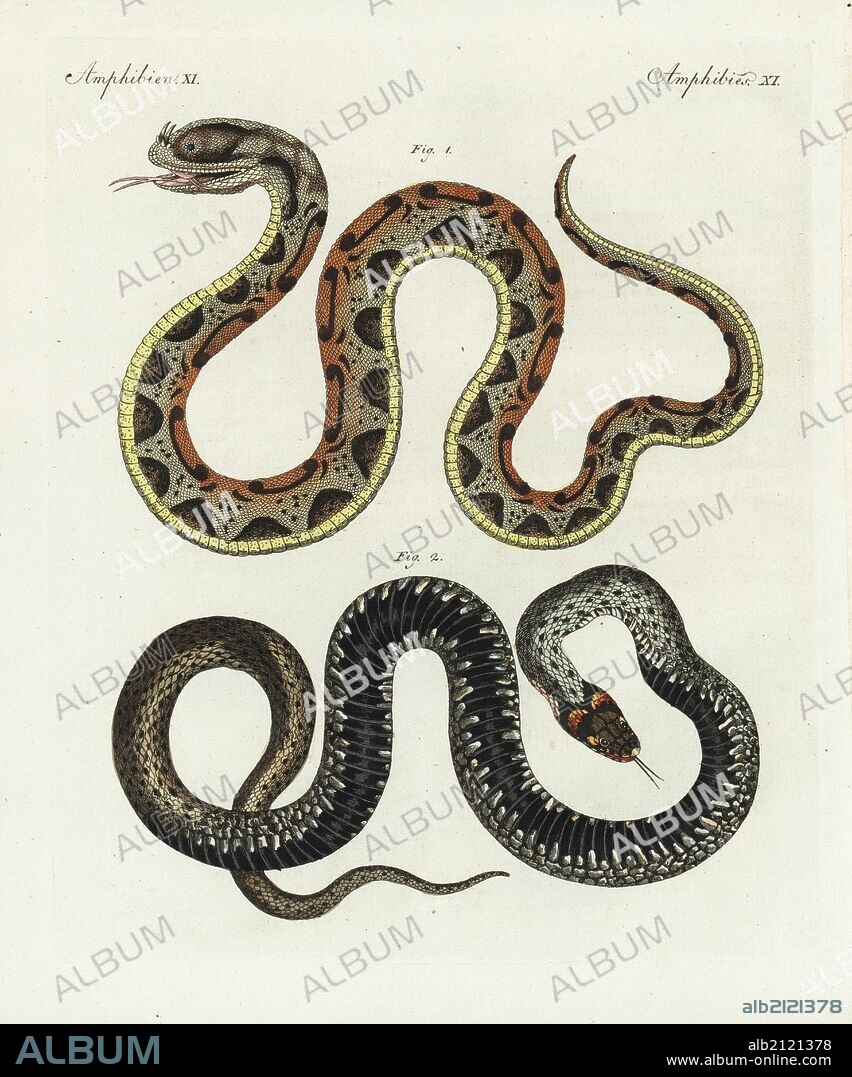 Rhinoceros viper, Bitis nasicornis 1, and carpet python, Morelia spilota 2. Handcoloured copperplate engraving from Bertuch's "Bilderbuch fur Kinder" (Picture Book for Children), Weimar, 1798. Friedrich Johann Bertuch (1747-1822) was a German publisher and man of arts most famous for his 12-volume encyclopedia for children illustrated with 1,200 engraved plates on natural history, science, costume, mythology, etc., published from 1790-1830.
