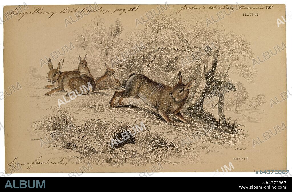 Lepus cuniculus, Print, Hare, Hares and jackrabbits are leporids belonging to the genus Lepus. Hares are classified in the same family as rabbits. They are similar in size and form to rabbits and have similar herbivorous diets, but generally have longer ears and live solitarily or in pairs. Also unlike rabbits, their young are able to fend for themselves shortly after birth rather than emerging blind and helpless. Most are fast runners. Hare species are native to Africa, Eurasia, North America, and the Japanese archipelago., 1700-1880.