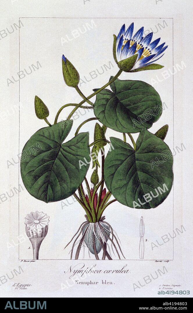 Nymphaea caerulea,  illustration from 'Flore des jardiniers, amateurs et manufacturiers: D'après les dessins de Bessa. Extraits de l'Herbier de l'amateur.', pub. 1836 (hand coloured engraving).  Blue Lotus or Blue Egyptian Waterlily, Aquatic perennial from North and Tropical Africa.
