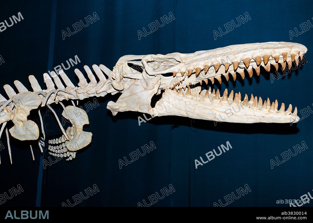 Mosasaur (Tylosaurus proriger).