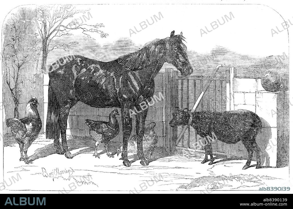 Russian pony and sheep from Bomarsund, brought by Captain Hall, H.M.S. "Hecla", 1854. Animals and war trophies taken from Finland during the Crimean War by a British naval officer. 'The sheep is very small, with a coat...of very short, curly wool. It generally resembles a Welsh sheep; is broad across the eyes, and has small black horns...The pony is also black, with a star in the forehead, a white stripe on the bridge of the nose, and a white mark between the nostrils...The feet are in good order; of course they have not yet been shod...behind the sheep is a piece of granite taken from the fortress of Bomarsund; and on the top of it is a shell also from that place'. From "Illustrated London News", 1854.