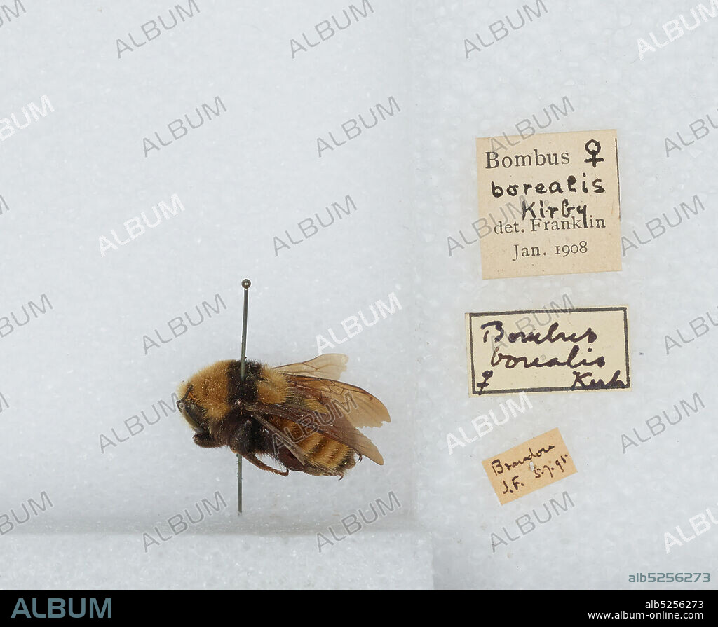 Bombus (Subterraneobombus) borealis Kirby, 1837, Animalia, Arthropoda, Insecta, Hymenoptera, Apidae, Apinae.