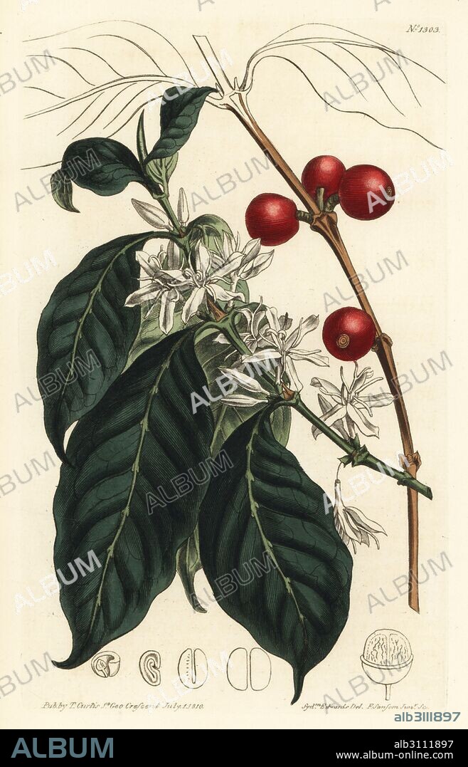 Coffee tree, Coffea arabica. Handcoloured copperplate engraving by F. Sansom Jr. after an illustration by Sydenham Edwards from William Curtis' Botanical Magazine, T. Curtis, London, 1810.