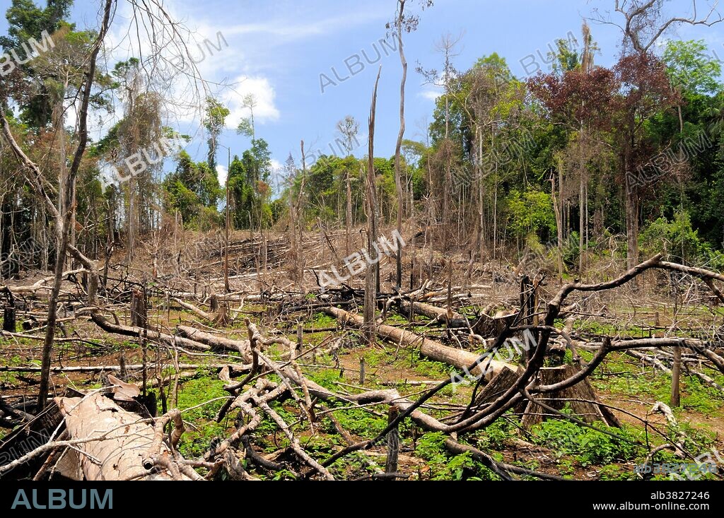Forest clearance (swidden agriculture) by the Kubu indigenous people, Riau, Sumatra, Indonesia.
