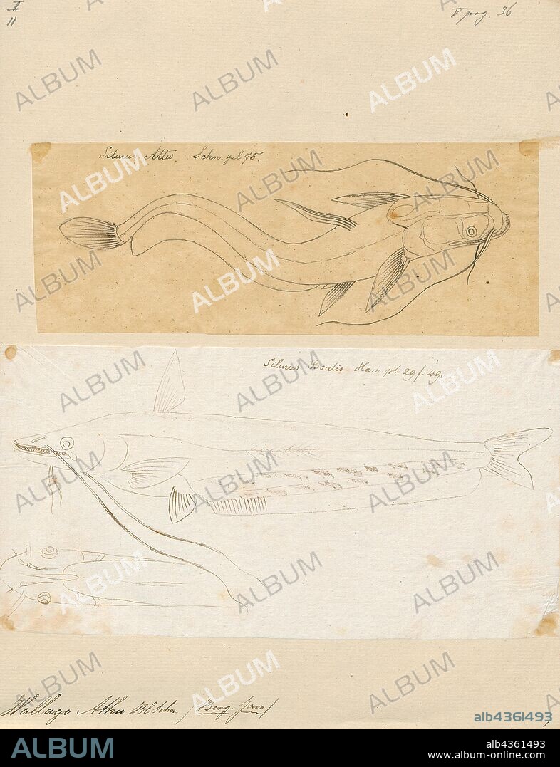 Wallago attu, Print, Wallago attu is a freshwater catfish of the family Siluridae, native to South and Southeast Asia. It is commonly known as helicopter catfish or wallago catfish. Some regional designations, such as the Indian Sareng, the Bengal Boal, the Sylheti Gual or the Malaysian and Indonesian Tapah are also occasionally used in English. W. attu is found in large rivers and lakes in two geographically disconnected regions (disjunct distribution), with one population living over much of the Indian Subcontinent and the other in parts of Southeast Asia. The species can reach a total length of 1 m (3 ft 3 in)., 1700-1880.