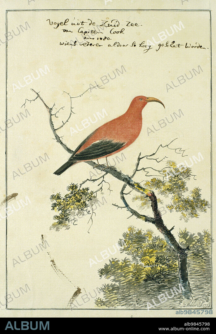 JOHN WEBBER. Vestiaria coccinea ('I'iwi or Scarlet Hawaiian honeycreeper), 1778. 'Bird from the South Sea of Captain Cook, 1780, whose feathers are so highly valued there'.