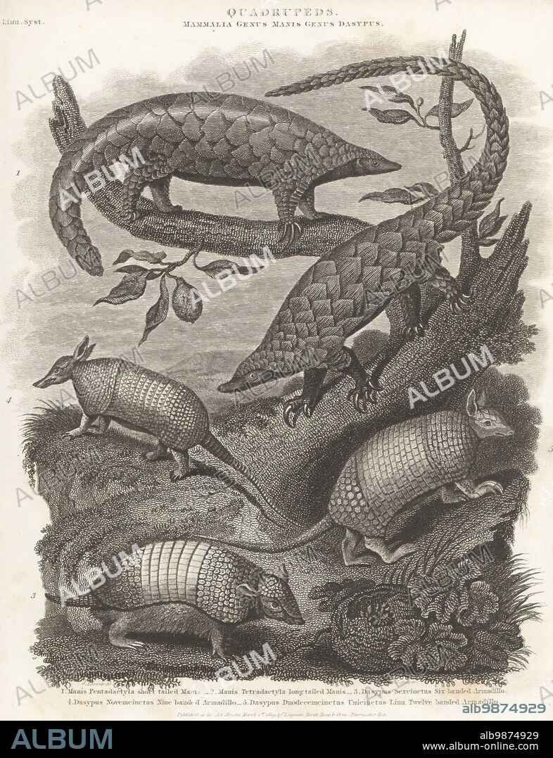Critically endangered Chinese pangolin, Manis pentadactyla 1, vulnerable black-bellied pangolin, Manis tetradactyla 2, gualacate, Euphractus sexcinctus 3, nine-banded armadillo, Dasypus novemcinctus 4, and greater naked-tailed armadillo, Cabassous tatouay 5. Copperplate engraving by J. Scott after an illustration by Sydenham Edwards from Abraham Rees' Cyclopedia or Universal Dictionary of Arts, Sciences and Literature, Longman, Hurst, Rees, Orme, Paternoster Row, London, March 1, 1809.