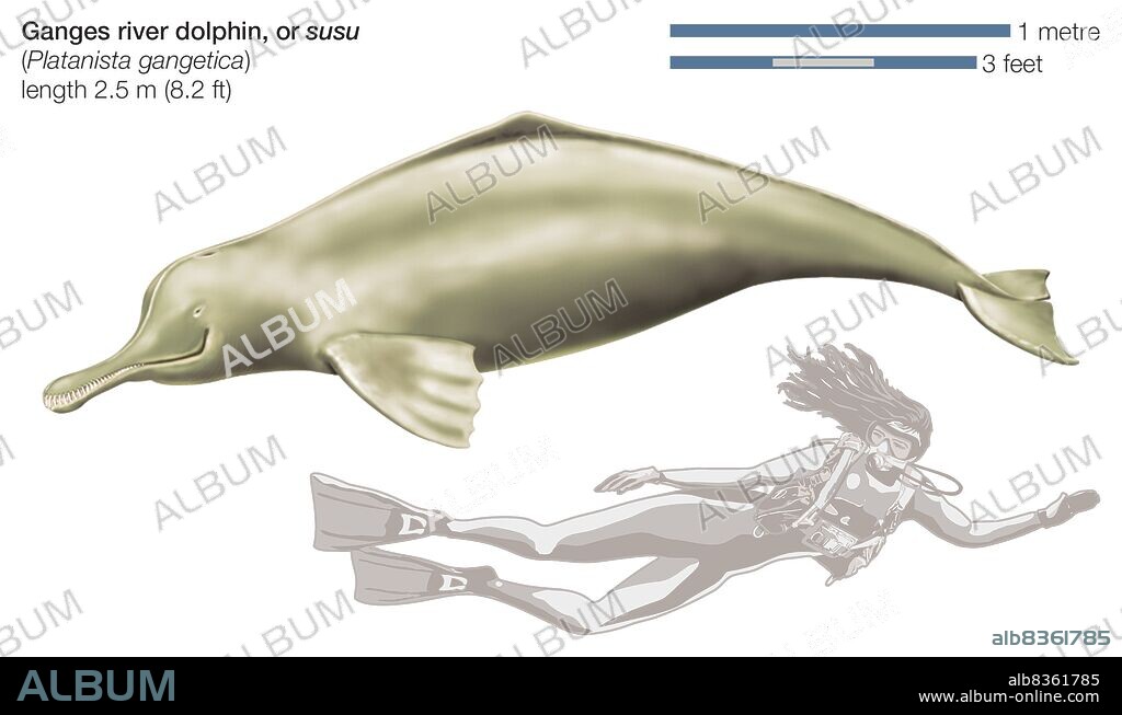 Ganges River dolphin (Platanista gangetica).