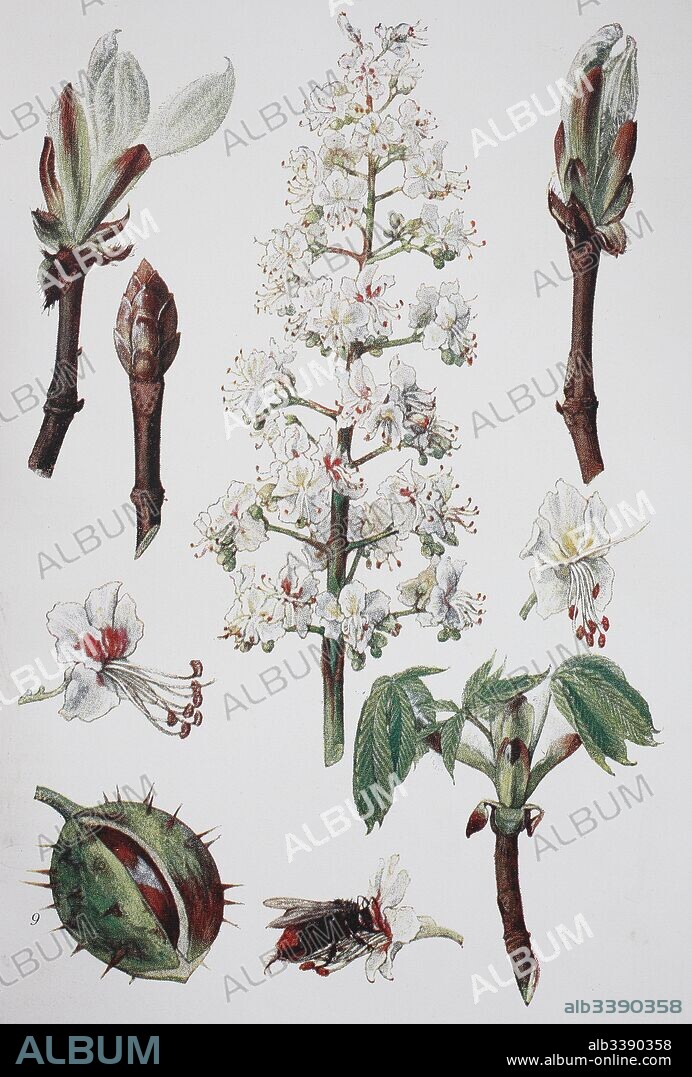 Aesculus hippocastanum, horse-chestnut, chestnut, historical illustration, 1880.
