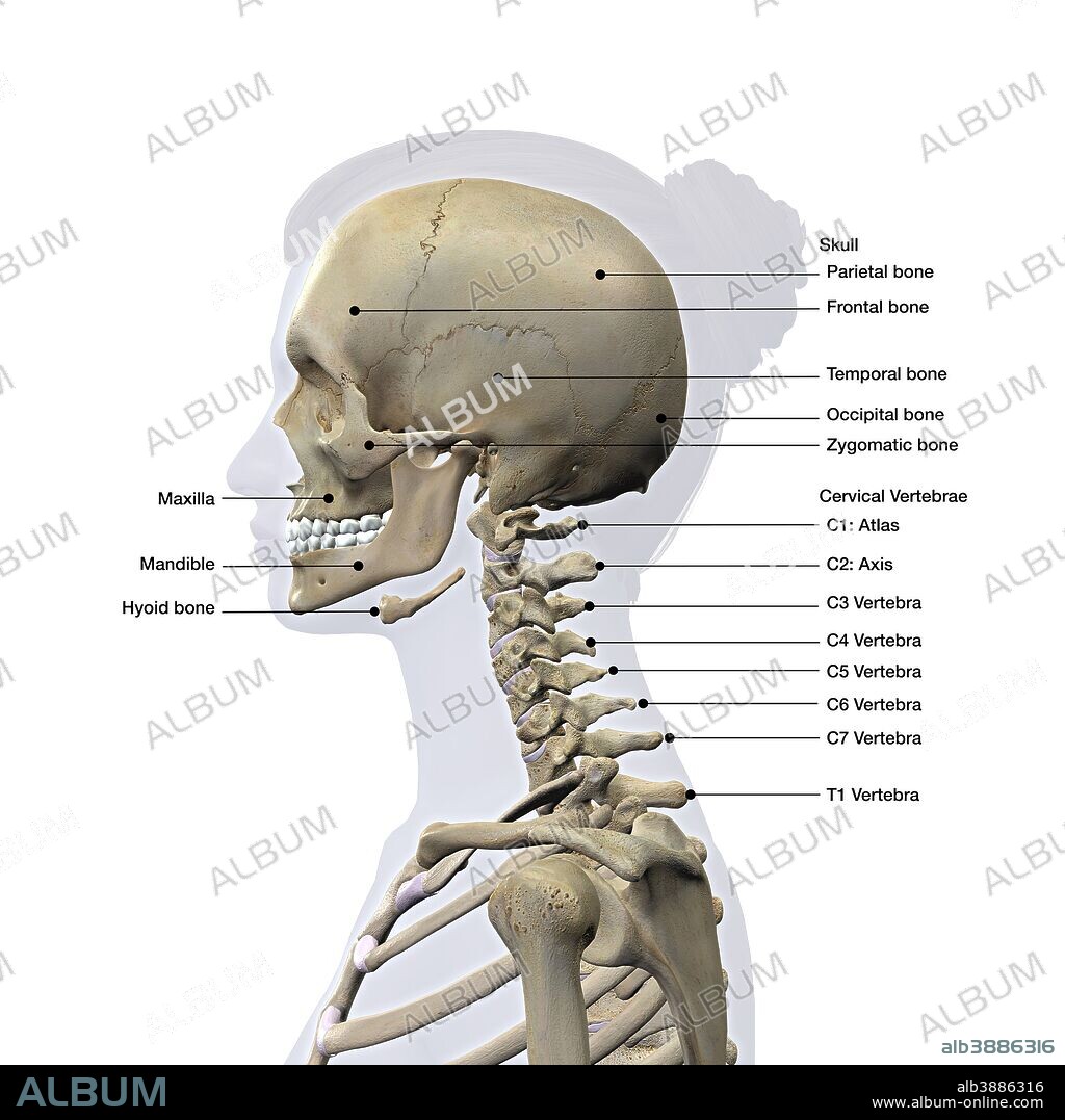 Lateral view of a woman's skull and cervical spine on white background, with labels.