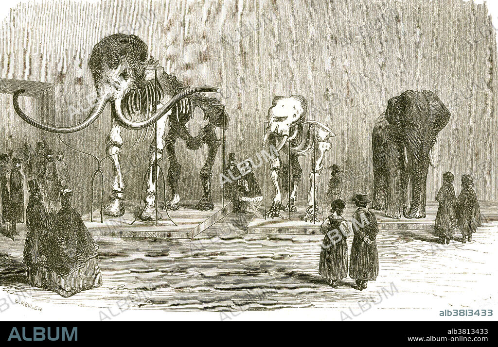 Mammoth and Elephants