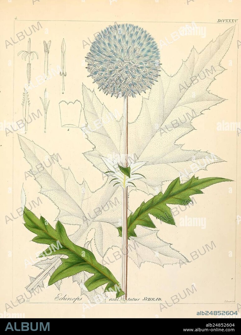 Icones florae Germanicae et Helveticae, simul Pedemontanae, Tirolensis, Istriacae, Dalmaticae, Austriacae, Hungaricae, Transylvanicae, Moravicae, Borussicae, Holsaticae, Belgicae, Hollandicae, ergo Mediae Europae. Lipsiae, F. Hofmeister 1834-1912. [v. 1, 1850], Europe, pictorial works, plants, The illustration showcases a striking plant characterized by its large, spherical flower head composed of numerous pale blue florets. Below the flower, a tall, slender stem connects to broad, lobed leaves with prominent serrations along the edges, adding to the plant's distinctive appearance. Surrounding