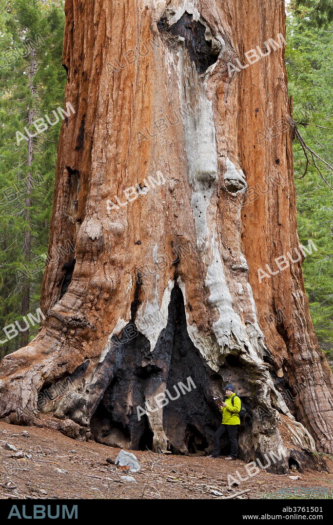 Hiker resting by the Faithful Couple, Giant Sequoia trees (Sequoiadendron giganteum), Mariposa Grove, Southern Yosemite, Yosemite National Park, UNESCO World Heritage Site, Sierra Nevada, California, United States of America, North America.