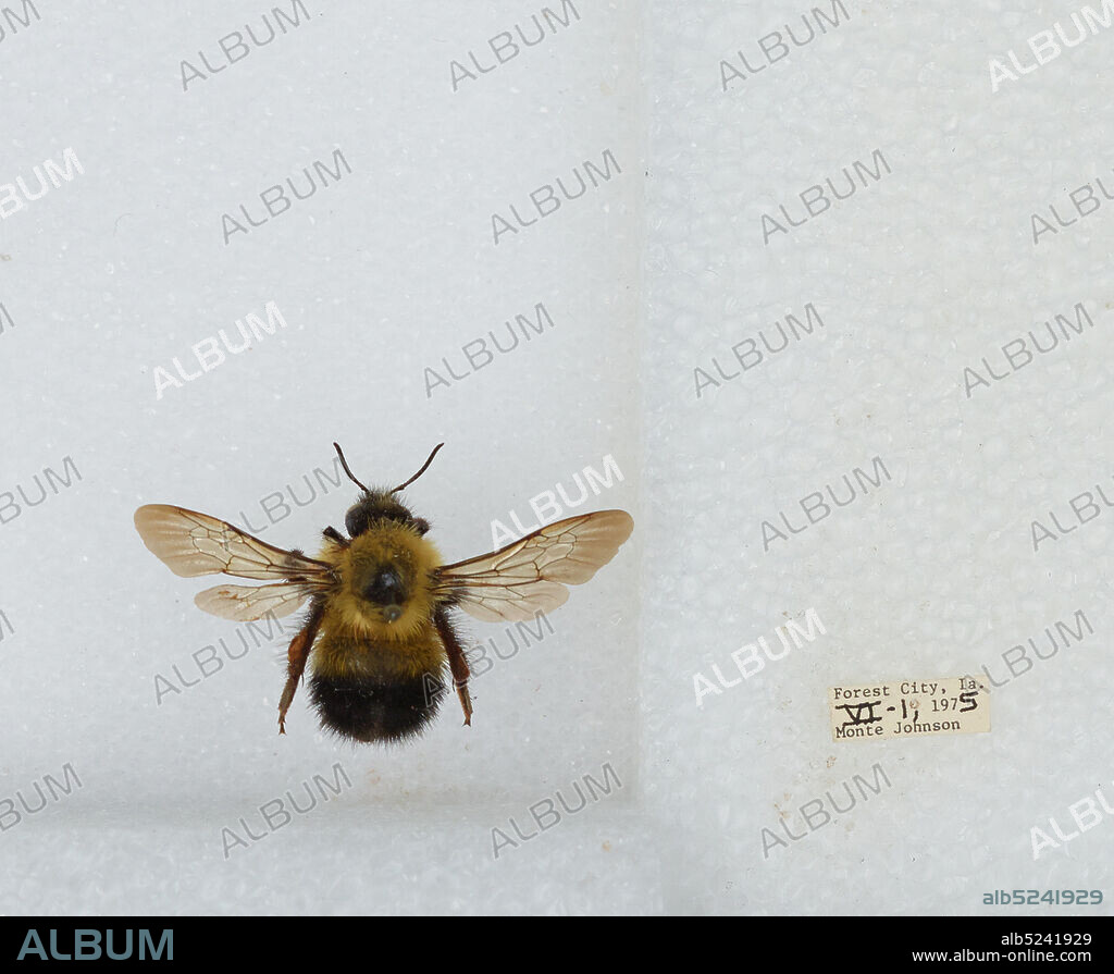 Forest City, Winnebago, Iowa, United States, Bombus sp., Animalia, Arthropoda, Insecta, Hymenoptera, Apidae, Apinae.