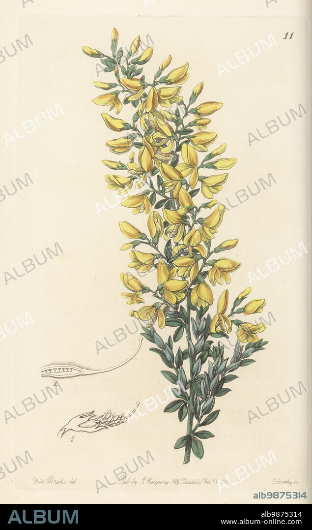 Madeira broom, Genista tenera. Raised by Mr Young, nurseryman of Milford, from seeds sent by William Webb from Madeira. Twiggy broom, Genista virgata. Handcoloured copperplate engraving by George Barclay after a botanical illustration by Sarah Drake from Edwards Botanical Register, continued by John Lindley, published by James Ridgway, London, 1844.