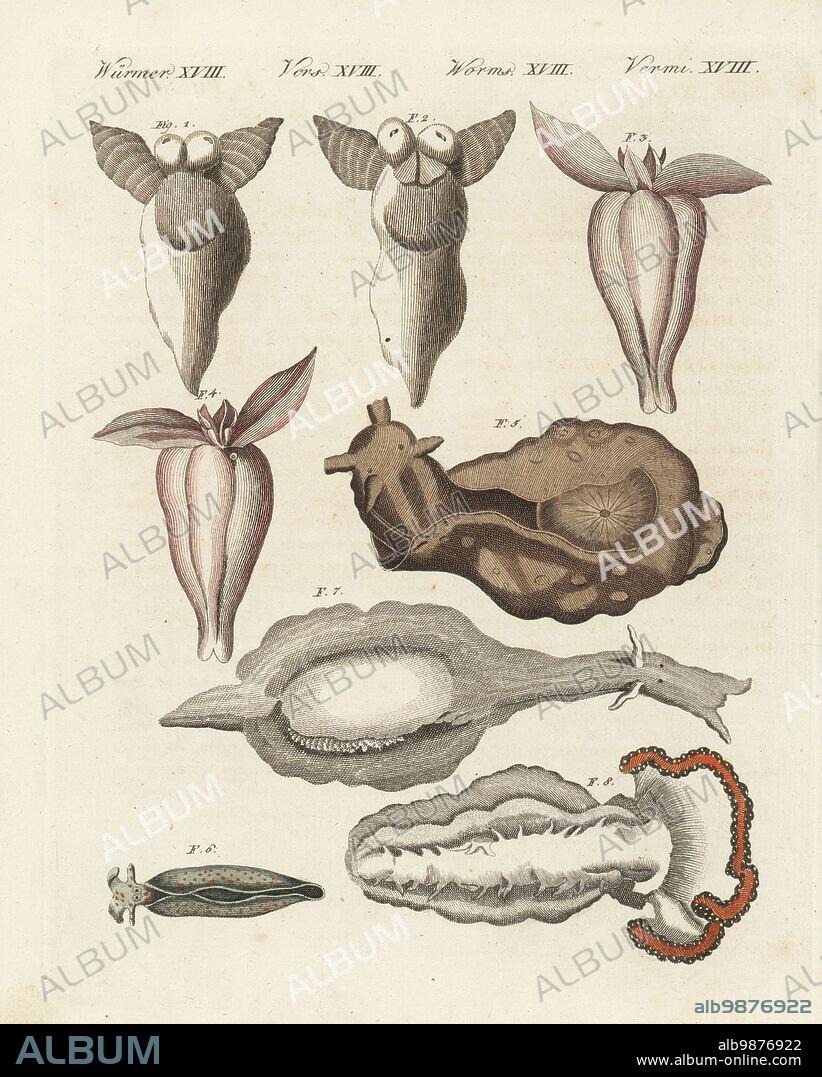 Naked sea butterfly or sea angel, Clione limacina 1,2, Clione limacina australis 3,4, depilatory sea hare, Aplysia depilans 5, sap-sucking slug, Elysia viridis 6, mottled sea hare, Aplysia fasciata 7 sea slug, Tethys fimbria 8. Handcoloured copperplate engraving from Carl Bertuch's Bilderbuch fur Kinder (Picture Book for Children), Weimar, 1810.. Clio borealis 1,2, Clio australis 3,4, Aplysia depilans 5, Aplysia viridis 6, Aplysia camelus 7, Tethys fimbria 8.