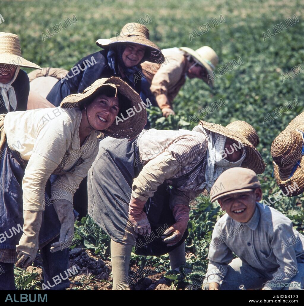 Campesinas en la recolección de la remolacha azucarera. Provincia de Ciudad Real. Años 70.