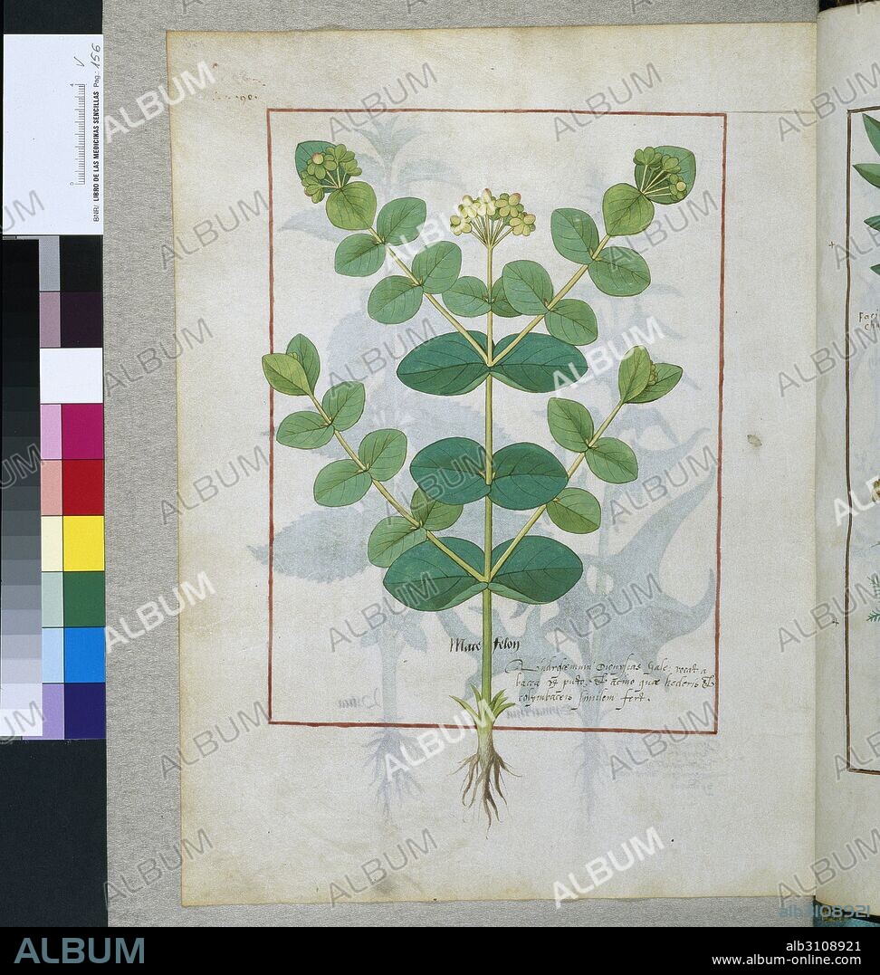 MATTHAEUS PLATEARIUS. Libro de las Medicinas Sencillas (Tratado de plantas medicinales)    V156.