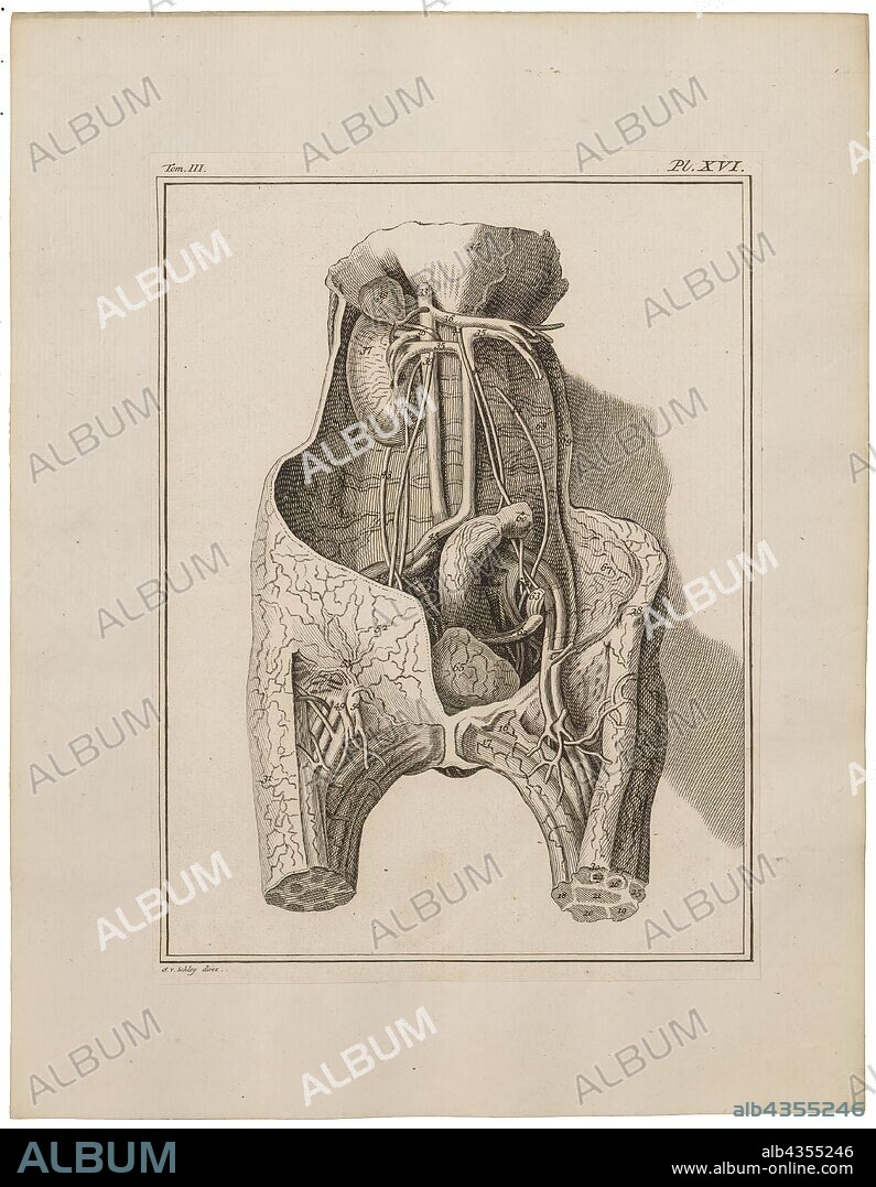 Homo sapiens, Print, Homo sapiens is the only extant human species. The name is Latin for "wise man" and was introduced in 1758 by Carl Linnaeus (who is himself the lectotype for the species)., intestines.