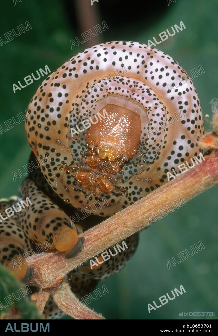 Face of a typhon sphinx caterpillar (Eumorpha typhon) on its host plant, a grape vine (Vitis sp.) in Cochise County, Arizona, in August.