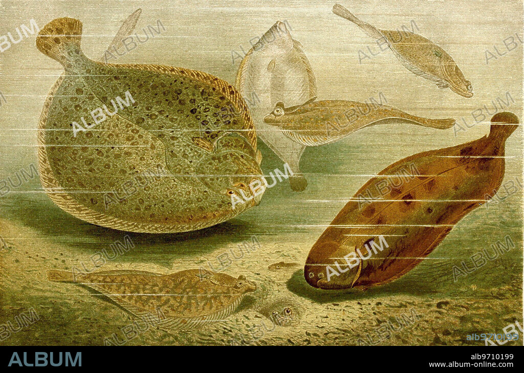 Fish, Flatfish, Turbot, Scophthalmus maximus, Syn. Psetta maxima, Bothus maximus, Rhombus maximus, Plaice or plaice, Pleuronectes platessa, Sole, Solea solea, Historical, digitally restored reproduction from an original from the 19th century.