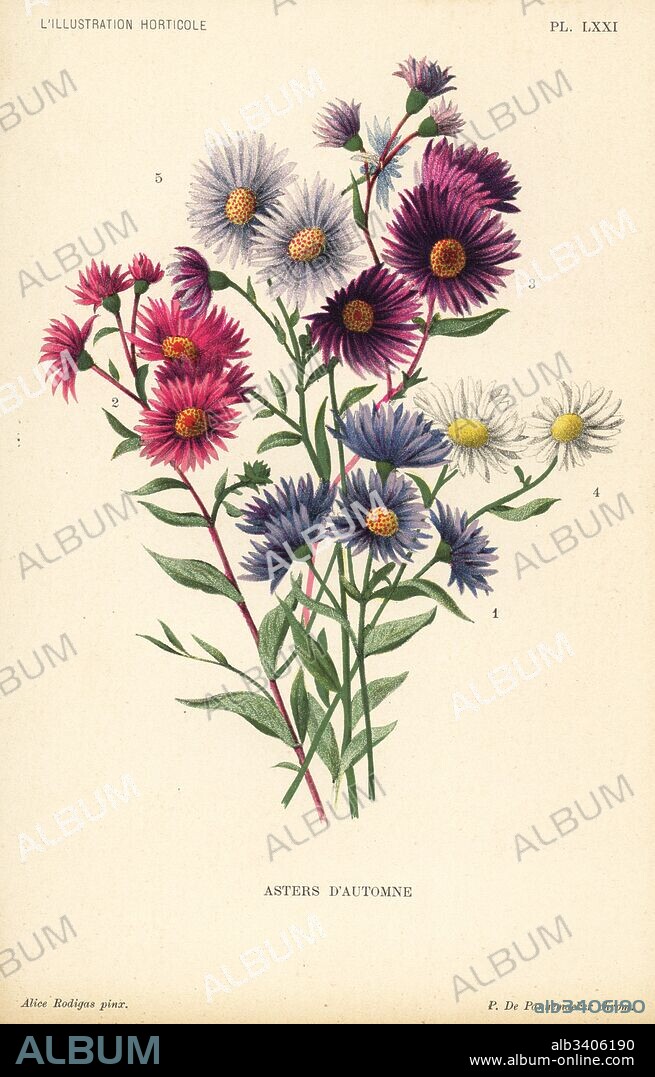 Autumnal asters: Aster novae angliae var. Constance, Aster novae angliae var. Ruber, Aster novae angliae var. Bowman, Aster amygdalinus, and Aster novi belgii Robert Parker. Chromolithograph by Pieter de Pannemaeker after an illustration by Alice Rodigas from Jean Linden's l'Illustration Horticole, Brussels, 1896.