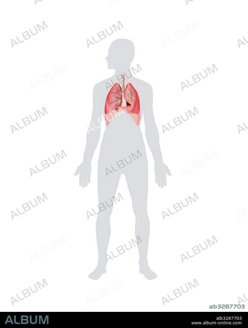 Sistema respiratorio – tracto respiratorio inferior.