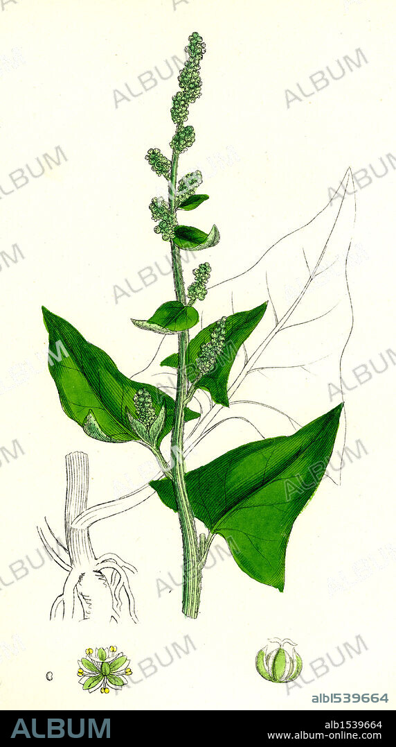Chenopodium Bonus-Henricus; Allgood.