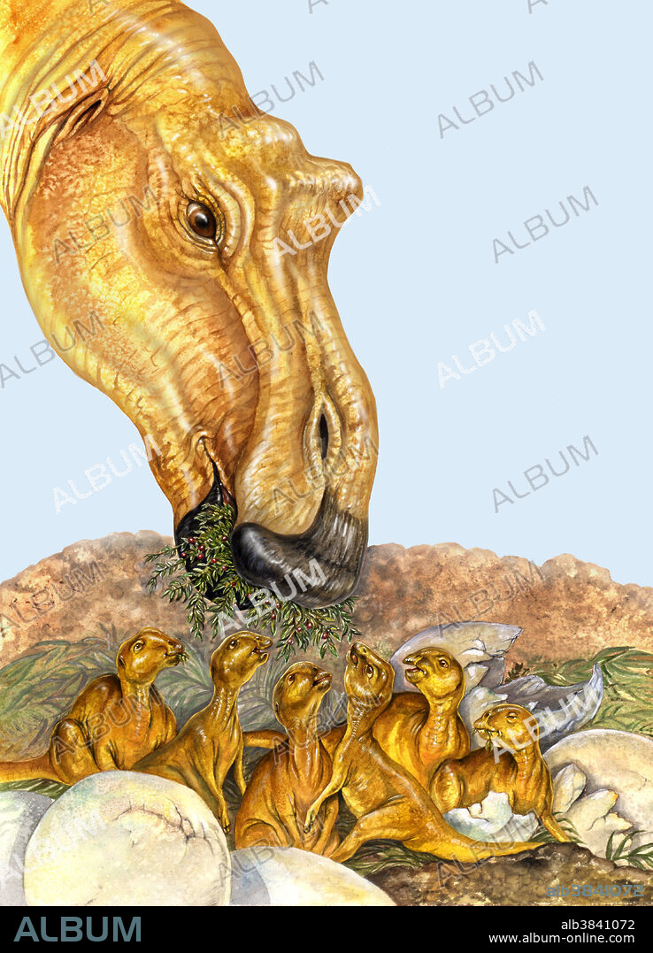 Maiasaurus, a Late Cretaceous hadrosaur (duckbilled dinosaur), protected and cared for her family.