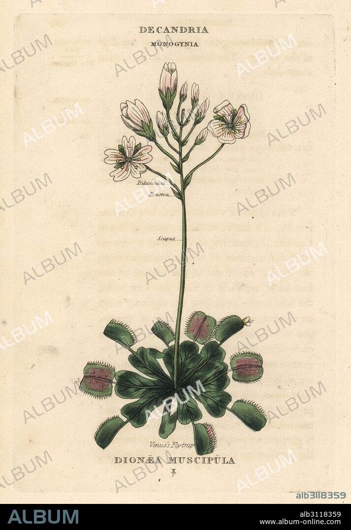 Venus flytrap, Dionaea muscipula. Handcoloured copperplate engraving after an illustration by Richard Duppa from his The Classes and Orders of the Linnaean System of Botany, Longman, Hurst, London, 1816.
