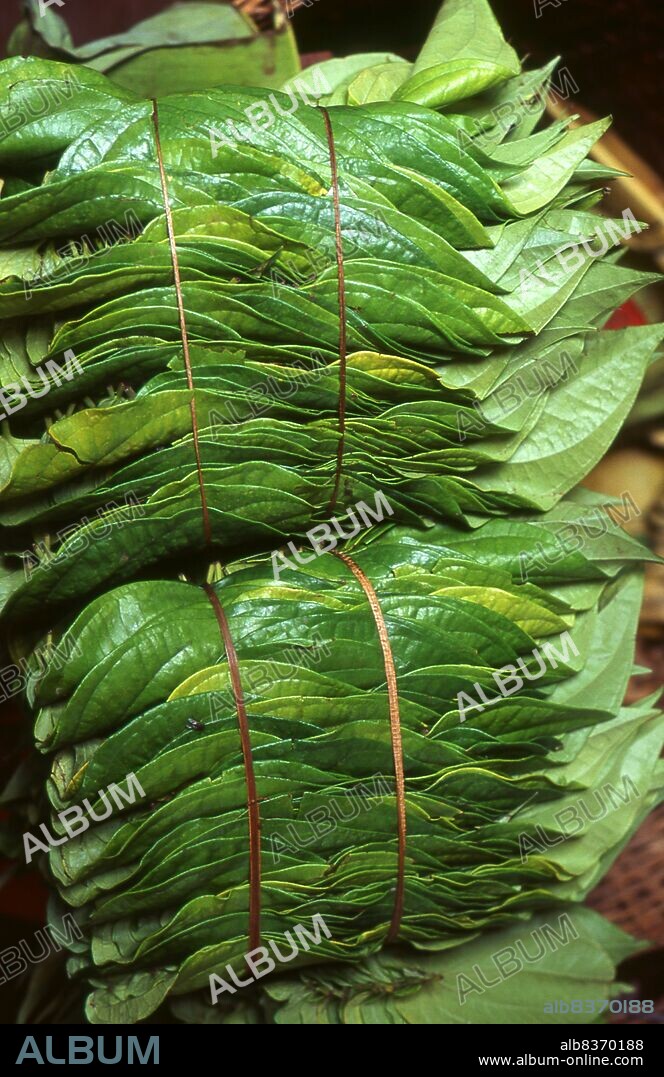 The Betel (<i>Piper betle</i>) is the leaf of a vine belonging to the Piperaceae family, which includes pepper and Kava. It is valued both as a mild stimulant and for its medicinal properties.<br/><br/>. Chewing areca nut is an increasingly rare custom in the modern world. Yet once, not so long ago, areca nut taken with the leaf of the betel tree and lime paste was widely consumed throughout South and Southeast Asia by people of all social classes, and was considered an essential part of daily life.
