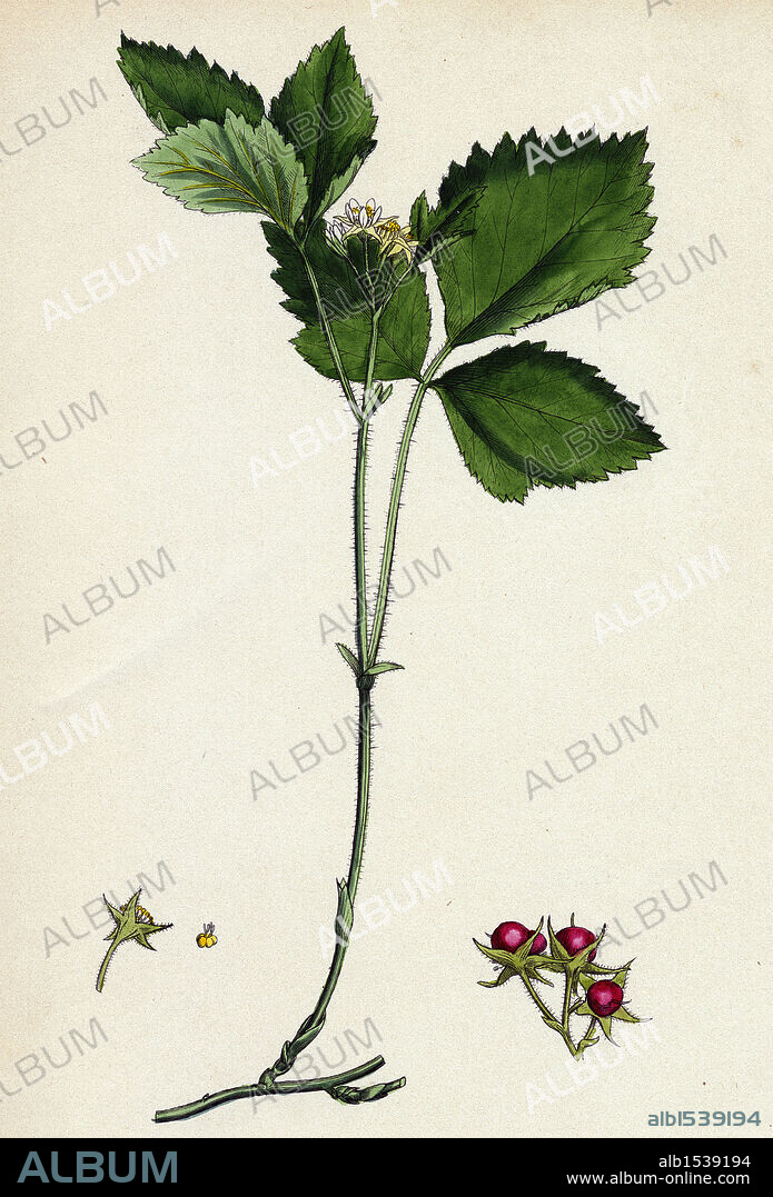 Rubus saxatilis; Stone Bramble.