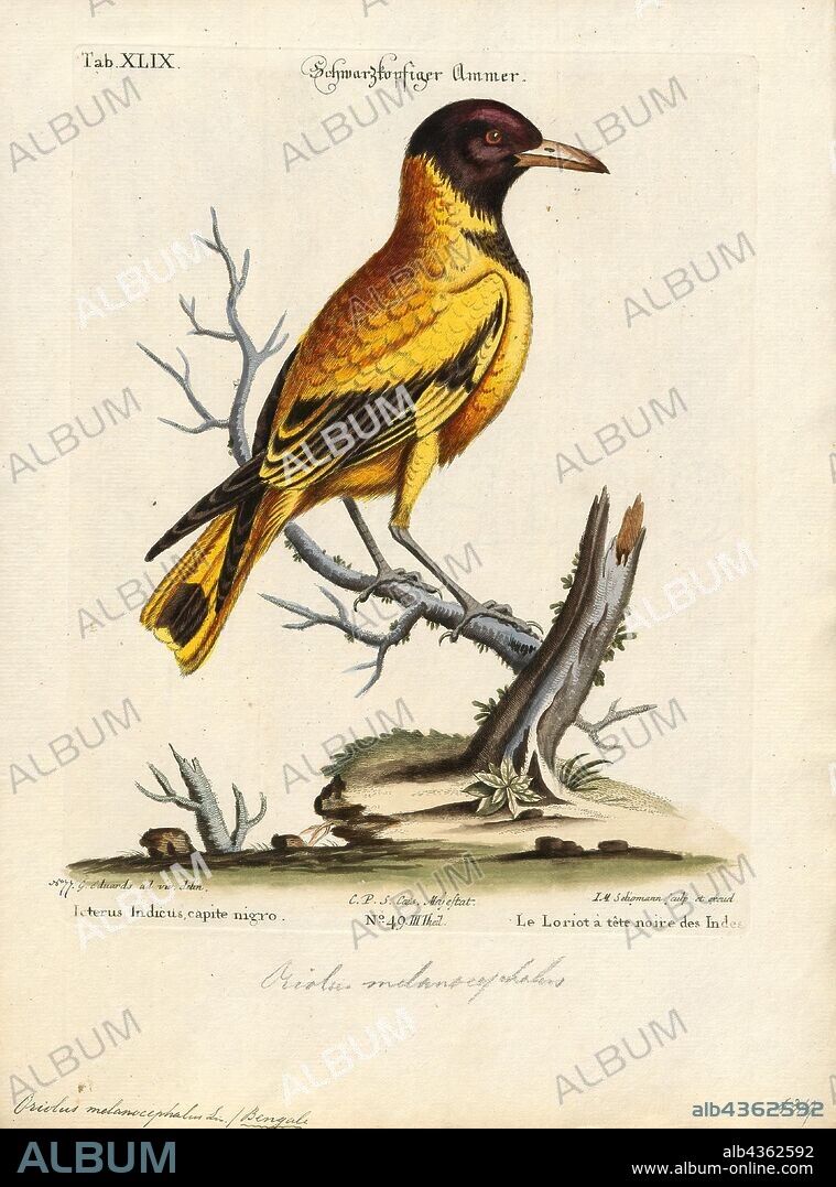Oriolus melanocephalus, Print, Orioles are colourful Old World passerine birds in the genus Oriolus, the namesake of the corvoidean family Oriolidae. They are not related to the New World orioles, which are icterids (family Icteridae) that belong to the superfamily Passeroidea., 1700-1880.