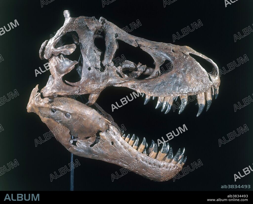 Skull of Stan the Tyrannosaurus rex, from the Black Hills Institute, of Paleontological Research in Hill City, South Dakota.