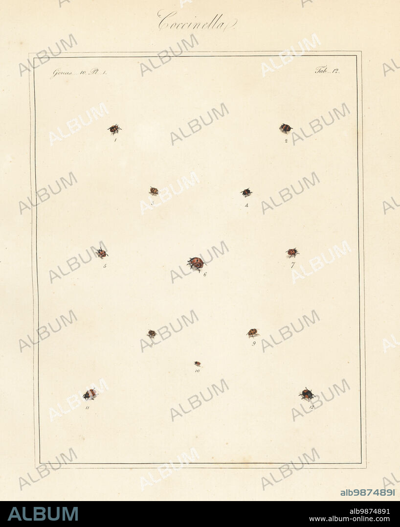 Species of ladybirds or ladybugs. Ten-spotted ladybird, Adalia decempunctata 1,2, 11-spotted ladybird, Coccinella undecimpunctata 3,5,7, kidney-spot ladybird, Chilocorus renipustulatus 4, seven-spot, Coccinella septempunctata 6, 24-spot, Subcoccinella vigintiquatuorpunctata 8, 13-spot, Hippodamia tredecimpunctata 9, water scavenger, Cercyon unipunctatus 10, and pine ladybird, Exochomus quadripustulatus 12. Handcoloured copperplate engraving from Thomas Martyns The English Entomologist, Exhibiting all the Coleopterous Insects found in England, Academy for Illustrating and Painting Natural History, London, 1792.