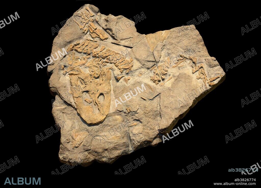 Fossil Tetrapod Acanthostega, from Greenland. Acanthostega lived in the Late Devonian, about 363 million years ago. Specimen at Museum of the Earth, Ithaca, New York, USA.