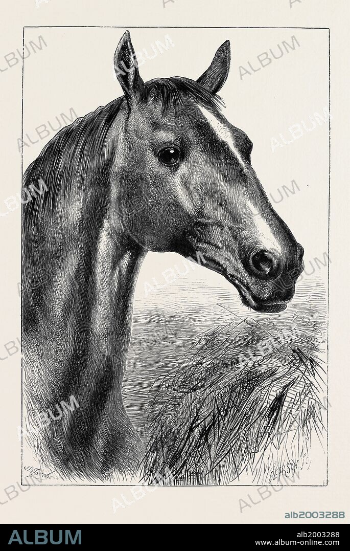 HEAD OF "RONALD," LORD CARDIGAN'S BALACLAVA CHARGER.