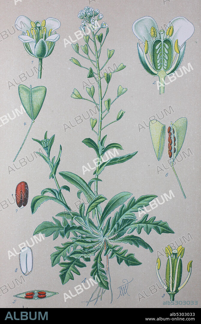 Digital improved high quality reproduction: Capsella bursa-pastoris, known by its common name shepherd's purse because of its triangular flat fruits, which are purse-like, is a small annual and ruderal flowering plant in the mustard family Brassicaceae  /  Gewöhnliche Hirtentäschel, auch Hirtentäschelkraut genannt, ist eine Pflanzenart in der Familie der Kreuzblütengewächse.