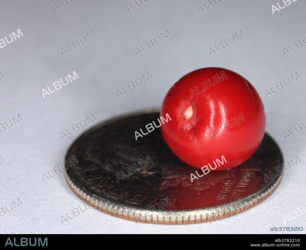 Berry of the coca plant (Erythroxylum coca) on a coin for scale. Cocaine is made from this plant, but Andean natives use the raw leaves or a tea made from them as a mild stimulent. Native to the eastern slopes of the Andes Mountains, Peru and Bolivia.