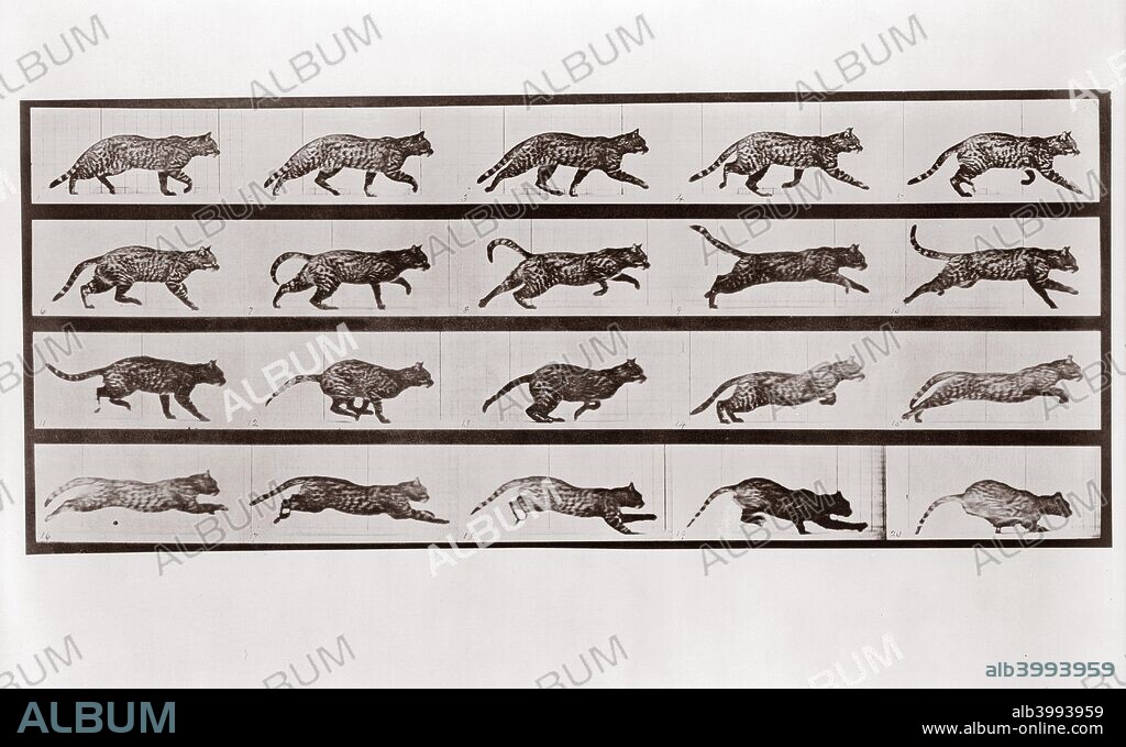 Cat Trotting and galloping, Plate 717 from Animal Locomotion, 1887 (photograph).