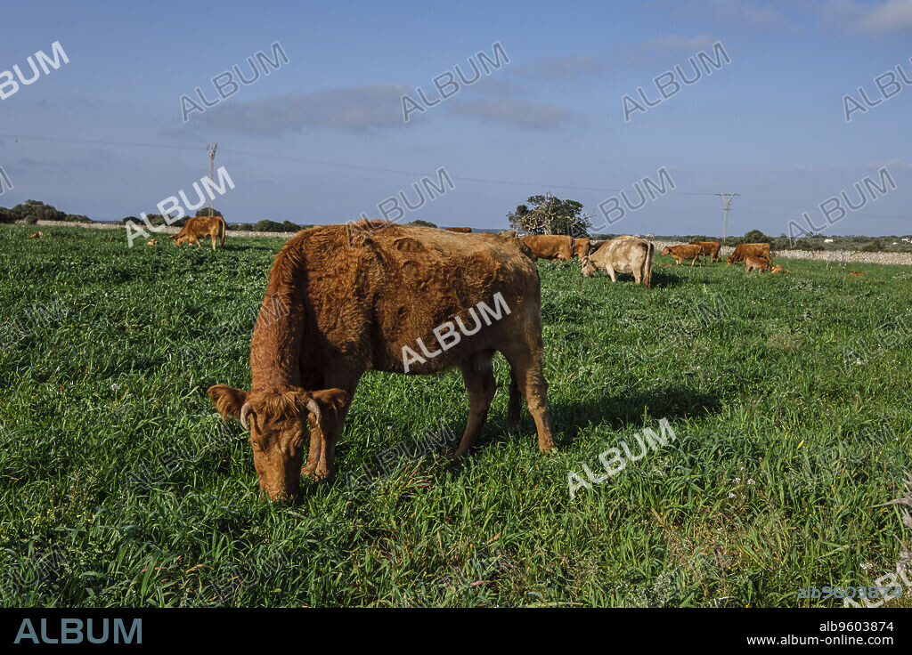 Menorcan breed cows grazing, Alaior, Menorca, Balearic Islands, Spain.