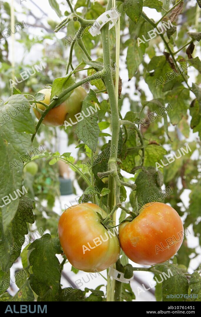 Soiless culture of tomatoes on cocoa fiber growing medium suported by heating, greenhouses, Neiker Tecnalia, Instituto de Investigación y Desarrollo Agrario, Derio, Bizkaia, Euskadi.
