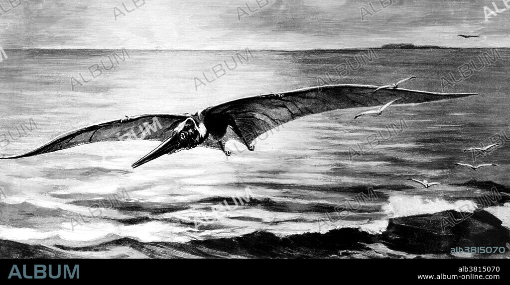Ornithostoma is a genus of pterodactyloid pterosaurs. Pterodactyloids were the last surviving pterosaurs when the order became extinct at the end of the Cretaceous Period, together with the non-avian dinosaurs and most marine reptiles. Pterodactyls were any of a number of genera of flying reptiles of the extinct order Pterosauria, from the Jurassic and Cretaceous periods, having a highly reduced tail and teeth, birdlike beak and and a wingspan of 3.3 ft or less. Pterosaurs (winged lizard) were flying reptiles of the order Pterosauria. Pterosaurs are the earliest vertebrates known to have evolved powered flight. Illustration originally captioned: The Great Pterodactyl Ornithostoma, after Lucas. American Museum of Natural History. No date.