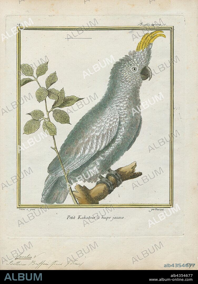 Cacatua buffoni, Print, Cacatua is a genus of cockatoos found from the Philippines and Wallacea east to the Solomon Islands and south to Australia. They have a primarily white plumage (in some species tinged pinkish or yellow), an expressive crest, and a black (subgenus Cacatua) or pale (subgenus Licmetis) bill. Today, several species from this genus are considered threatened due to a combination of habitat loss and capture for the wild bird trade, with the blue-eyed cockatoo, Moluccan cockatoo, and umbrella cockatoo considered vulnerable, and the red-vented cockatoo and yellow-crested cockatoo considered critically endangered., 1700-1880.