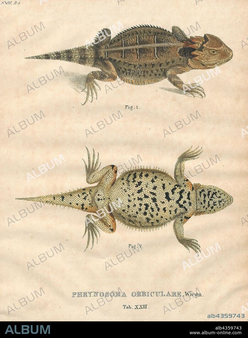 Phrynosoma orbiculare, Print, The Mexican Plateau horned lizard (Phrynosoma orbiculare) is a species of horned lizard. It is also known as the Chihuahua Desert horned lizard. The specific epithet, orbiculare, comes from the Latin adjective orbis, meaning "circular"., 1700-1880.
