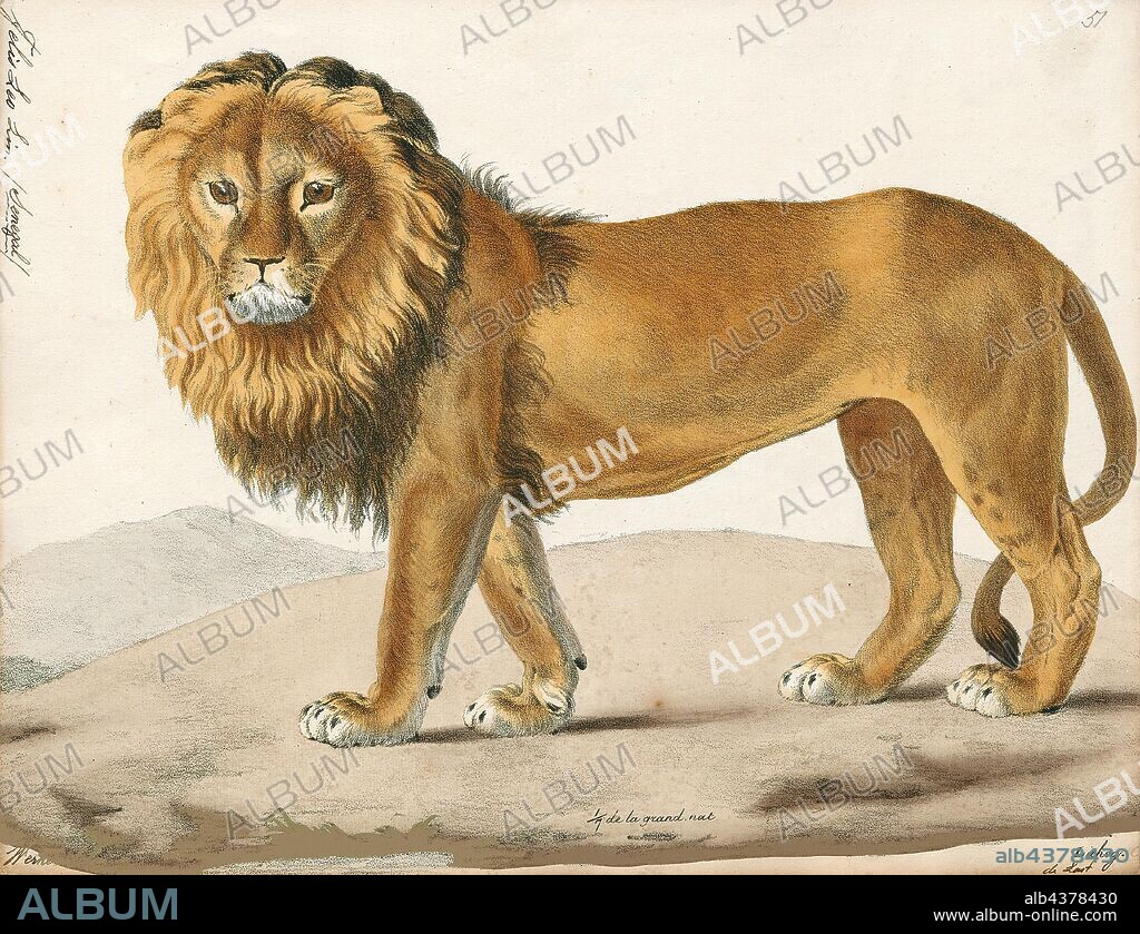 Felis leo, Print, The lion (Panthera leo) is a species in the family Felidae; it is a muscular, deep-chested cat with a short, rounded head, a reduced neck and round ears, and a hairy tuft at the end of its tail. It is sexually dimorphic; male lions have a prominent mane, which is the most recognisable feature of the species. With a typical head-to-body length of 184–208 cm (72–82 in) they are larger than females at 160–184 cm (63–72 in). It is a social species, forming groups called prides. A lion pride consists of a few adult males, related females and cubs. Groups of female lions usually hunt together, preying mostly on large ungulates. The lion is an apex and keystone predator, although some lions scavenge when opportunities occur and have been known to hunt humans, although the species typically does not., 1818-1842.