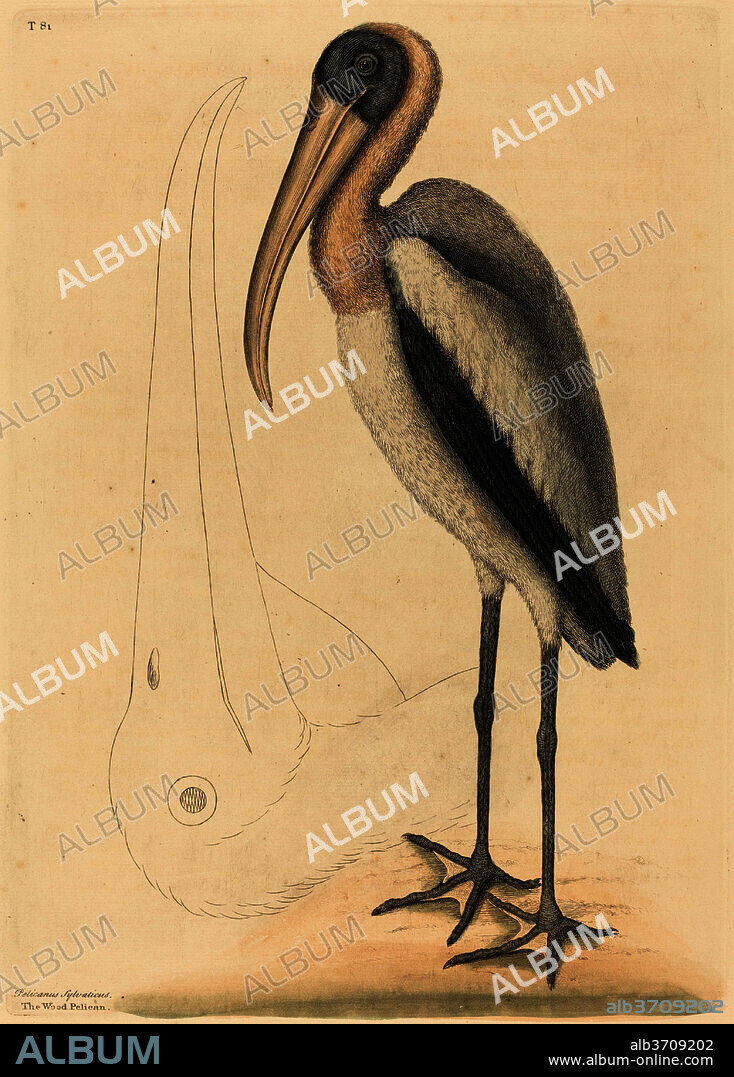 MARK CATESBY. The Wood Pelican (Tantalus Loculator). Dated: published 1731-1743. Dimensions: plate: 37.3 x 26.2 cm (14 11/16 x 10 5/16 in.)  sheet: 51.3 x 35.9 cm (20 3/16 x 14 1/8 in.). Medium: hand-colored engraving on laid paper.